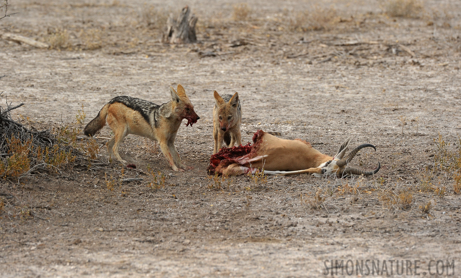 Canis mesomelas mesomelas [400 mm, 1/1000 Sek. bei f / 7.1, ISO 800]